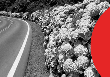 capa de artigo sobre a BR-495 (Estrada das Hortênsias | DOK