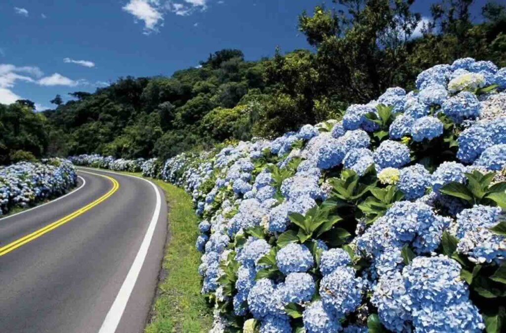 Imagem da BR-495, conhecida como Estrada das Hortênsias | DOK